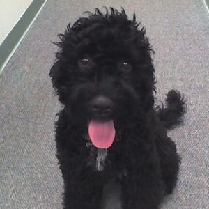 Meet your Posher, Allen